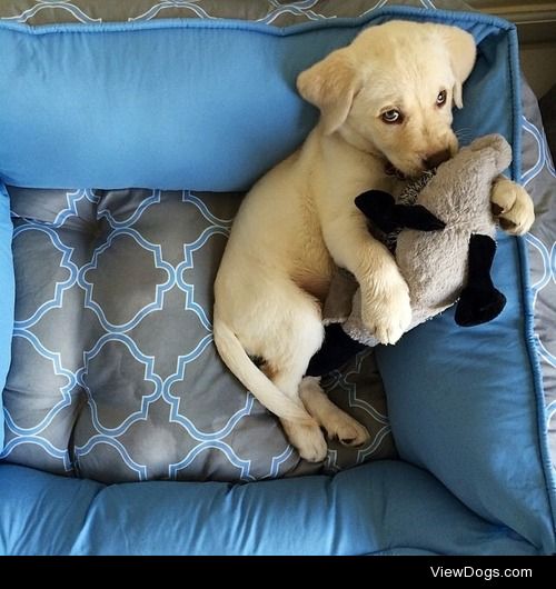 Nora, our English Lab Puppy when she was about 10 weeks old.