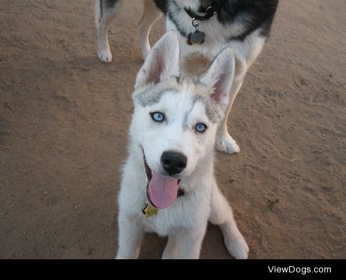 6woofs:

Look at sweet little Timber-pants! Just over 3 months.