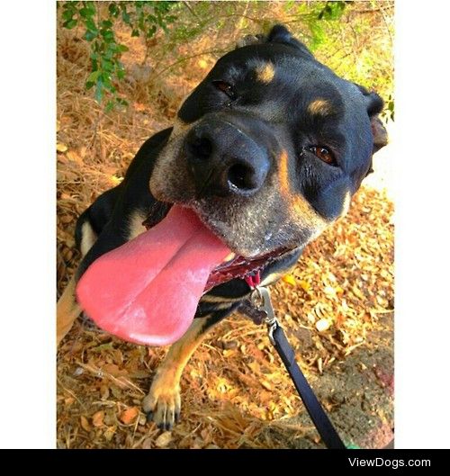This is Treya, a 7 year old rott weiler mix. I call her bear…