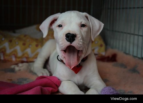 Dogo argentino puppy / / Martina Homjak