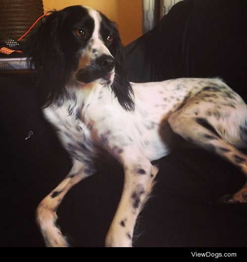 Beauregard – Black lab mix
Milo Jackson -English setter