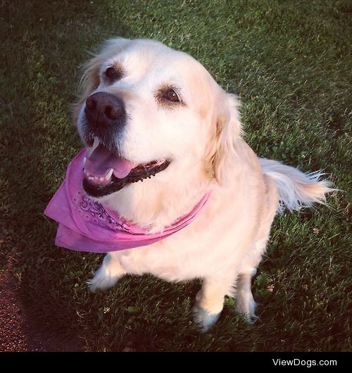 My sweet 10 year old golden retriever named Cleo :)