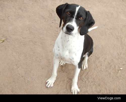 This is Brynja, my 2-year-old pointer mix me and my fiancée…