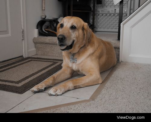 This is our foster dog Brady. He’s a yellow Lab and just as…