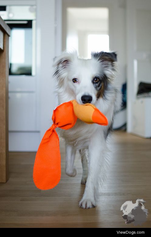 coco playing @home with her orange duck :) 
->…