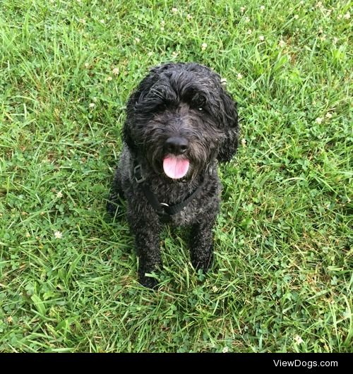 this is zeus, a two year old cockapoo. He likes chasing bunnies…