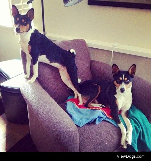 Bevo and Mila, the best of friends. #bevo #basenji