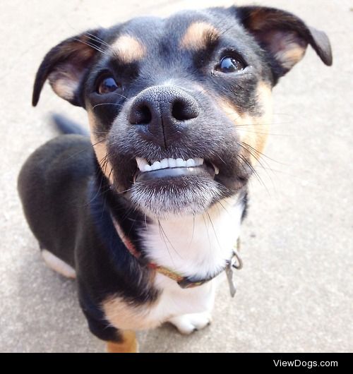 This is Oliver, he was rescued at three weeks old from a puppy…