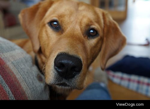 10 month old lab retriever Allie.