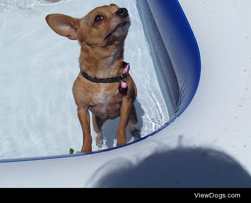 My chihuahua, Ruby, enjoying summer time in her pool (well it’s…