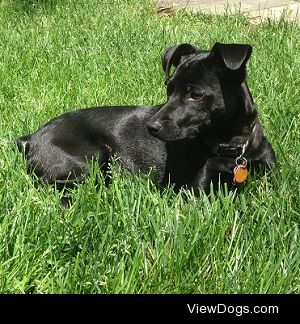 Carbon is a miniature pinscher and if you live in the DC area he…