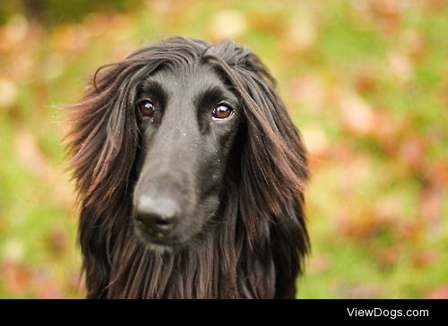 astakatrin / / Sesar, Afghan Hound