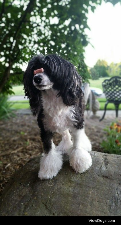 My powderpuff chinese crested, Gabi, balancing a treat on her…