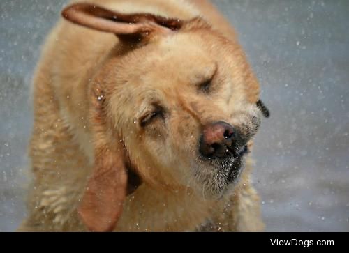 Ollie the Labrador, County Mayo, Northern Ireland.
You…