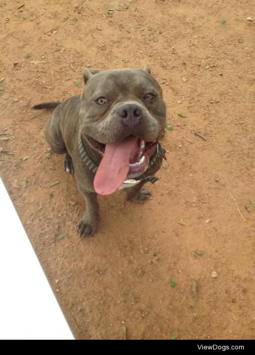 This is Justice! He’s an American Bully and about 7 months old. 