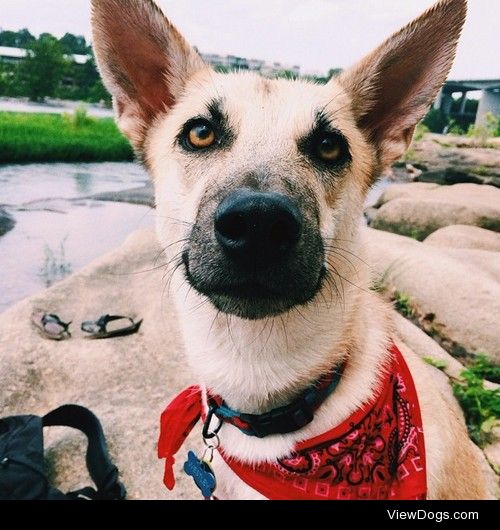 Westley, my 11-month old Shepherd Mix.