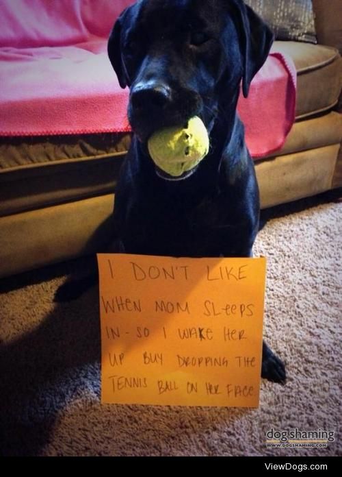 Tennis Ball Alarm Clock

Almost every morning, my black…