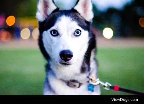 theseinconvenientfireworks:

New lens, and it’s husky approved!