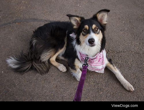 This is my 11 month old Border Collie, her name is Scout and…