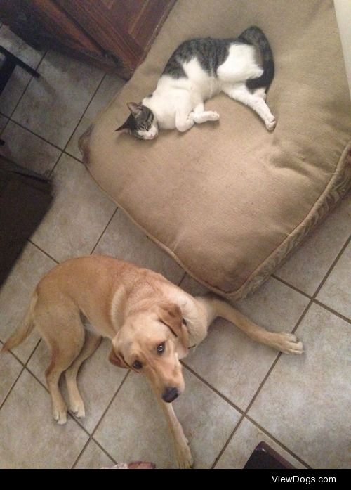 This is Skye, she’s a lab and our cat stole her bed