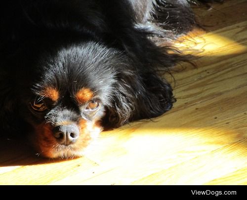 Emma, my 8 year old black and tan Cavalier King Charles Spaniel.