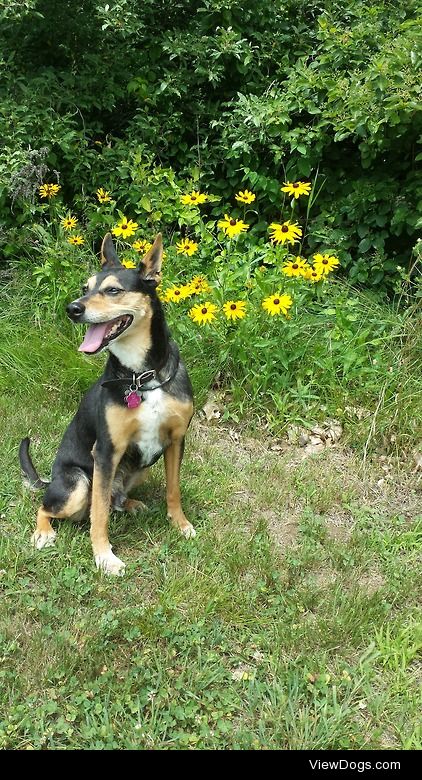 Doby, 14 year old Australian Kelpie