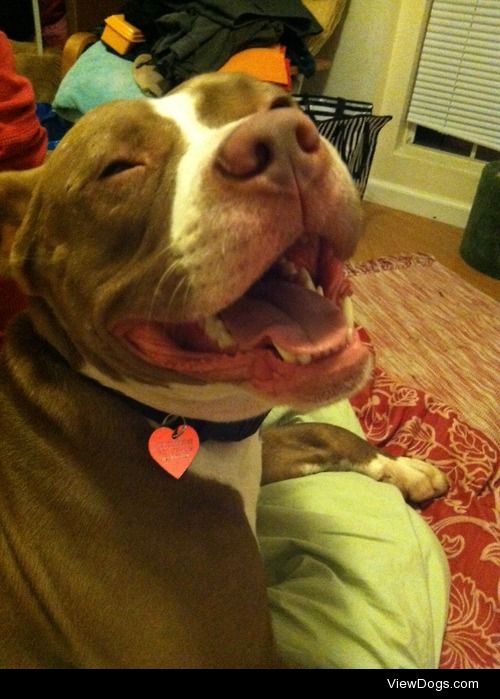 geofffs:

my evil and scary pitbull who cuddles with the cats…