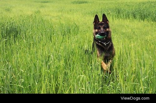 my gsd ila playing. she loves to play, everywhere, anytime, with…