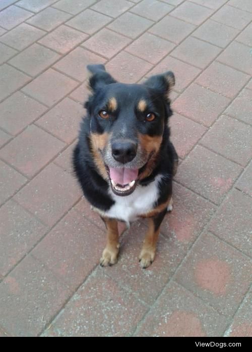 This is my Kelpie cross Border Collie and his name is Cody :)