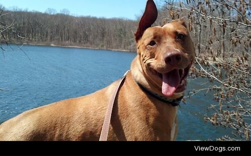 my dog pig enjoying herself right after a swim!