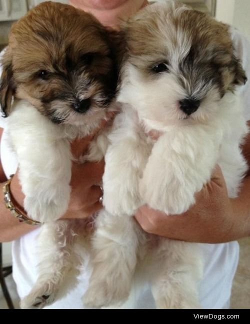 Coton de Tulear brother & sister