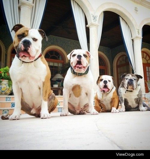 doggiedatetampa:

My handsome bully boys <3 I’ll never get…