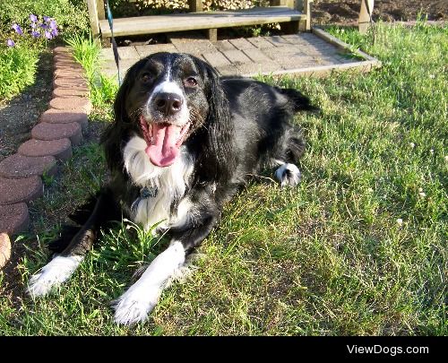 my one year old border collie/springer spaniel mix. (‘: