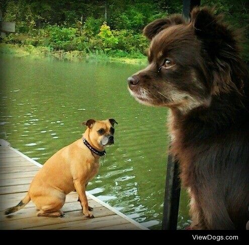 Tiger & Truffles enjoying the lake!




#submission #dogs
