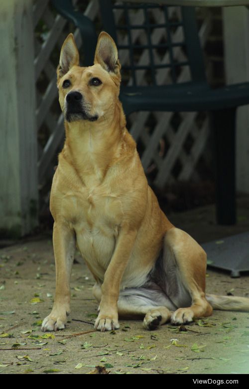 tilly mae Carolina dog squirrel-huntin