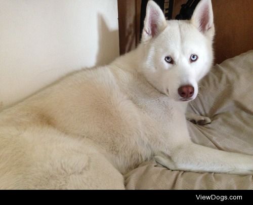 Kenai. Husky/Akita mix 