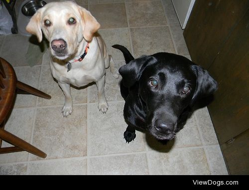 My two beautiful Labs turned 5 years old on 7/19. I can’t…