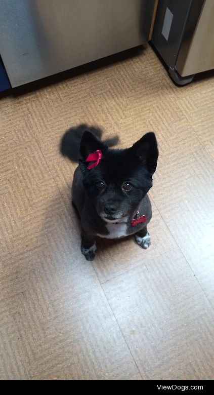 My schipperke and border collie mix Brady after she went to the…