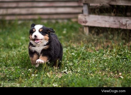 Berner sennenhund puppy! / / Olga Filonova
