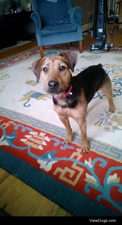 my 1 year old rescue, terrier mix, marcie!