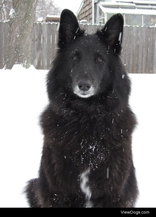 Margie, my 8 year old Belgian Shepherd.