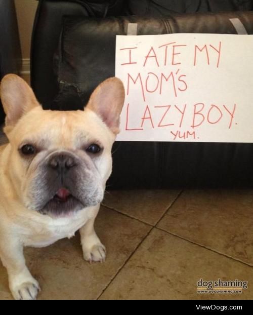 Lazy Boy

Bowie is a french bulldog who eats leather, paper and…