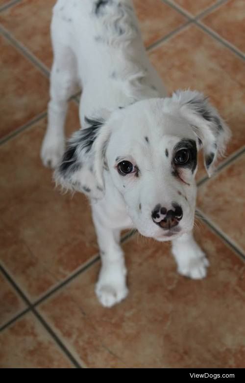 This is my English Setter. She was about 4 months old here. 