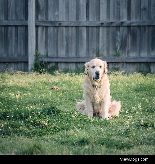 旺财(wongtsai), a 11-year-old Golden Retriever, feels relaxed…