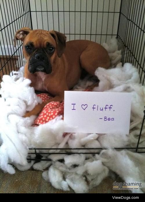 What the fluff?

Dog bed #5. Enough said.