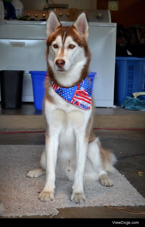 Blaze dressed in his patriotic wear for the 4th of July….