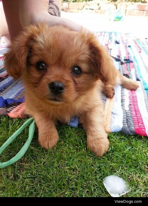 Meet Whiskey, my 8 week old Cavalier-Pomeranian, enjoying…