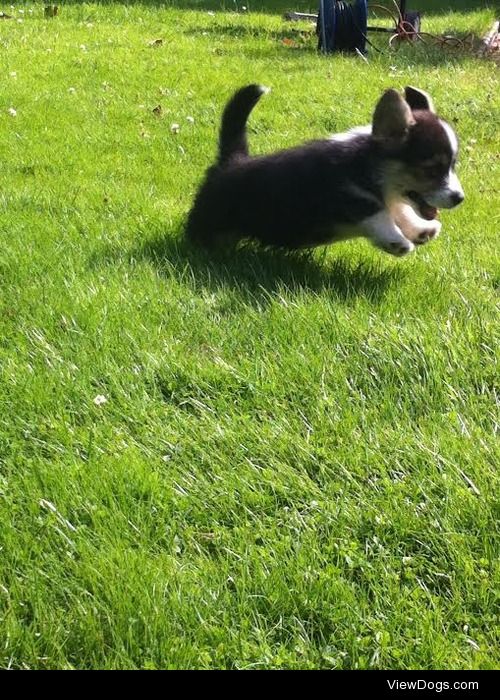 This is Bentley, our 9 week old Welsh Corgi puppy, who had a run…