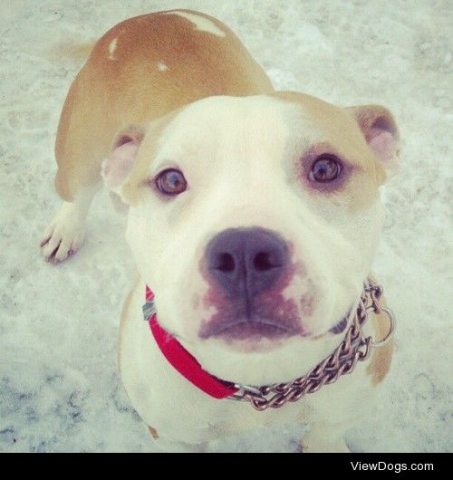 Louie, am staff/english bulldog mix