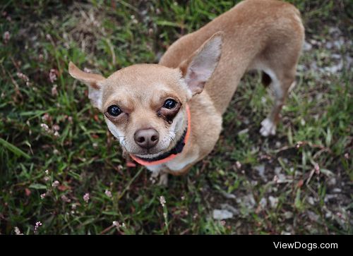 shelterlove:

Baby the chihuahua :) He didn’t like to be set…